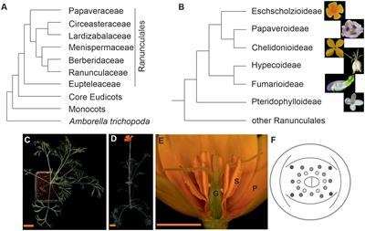 California <mark class="highlighted">poppy</mark> (Eschscholzia californica), the Papaveraceae golden girl model organism for evodevo and specialized metabolism